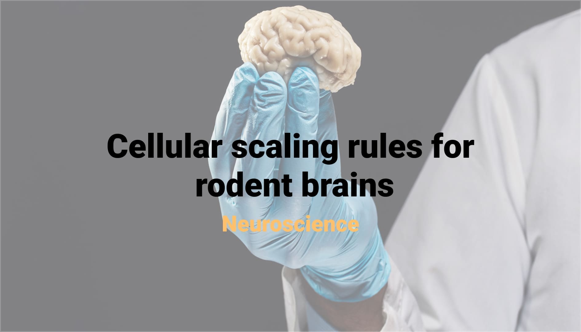 Cellular scaling rules for rodent brains