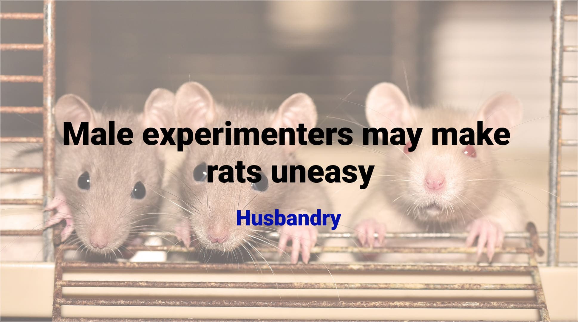 Male experimenters may make rats uneasy