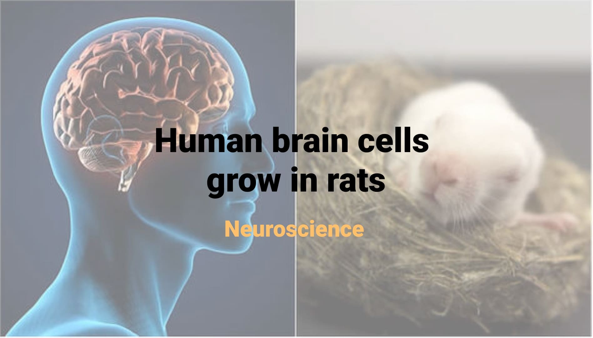Human brain cells grow in rats 
